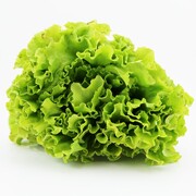 LECHUGA BATAVIA UND